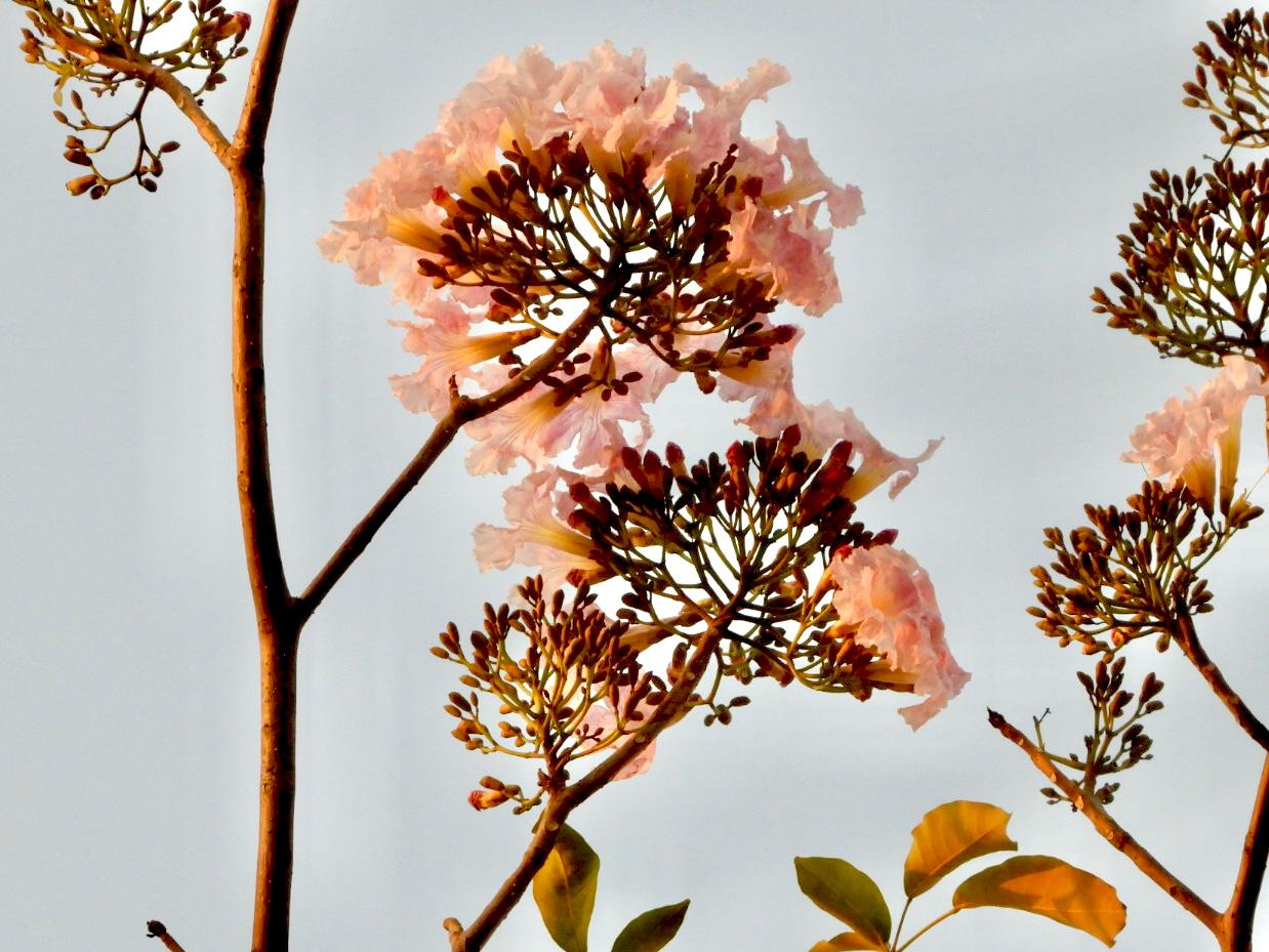 Flowers at Ivy House