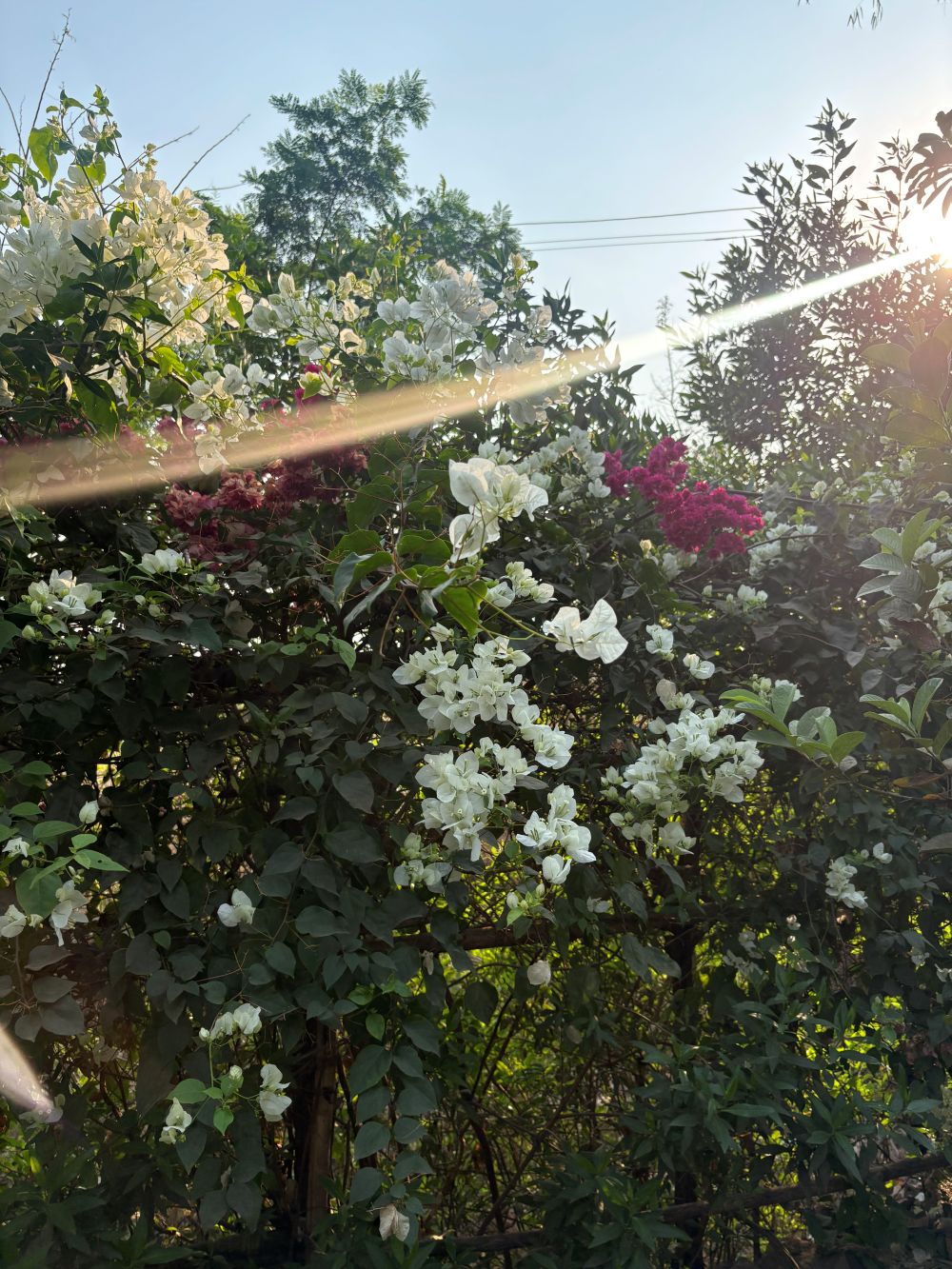 Flowers at Ivy House