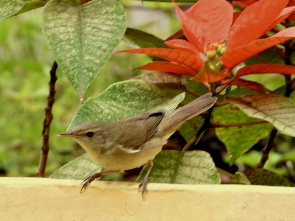 flowers at Ivy House