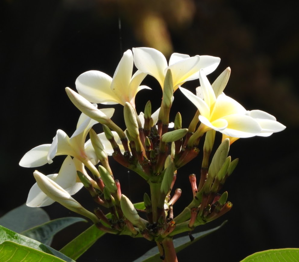 flowers at Ivy House