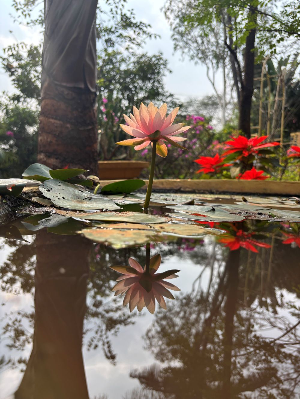 flowers at Ivy House