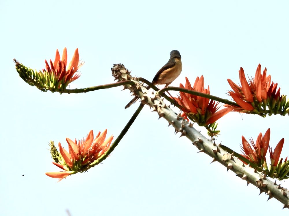 flowers at Ivy House