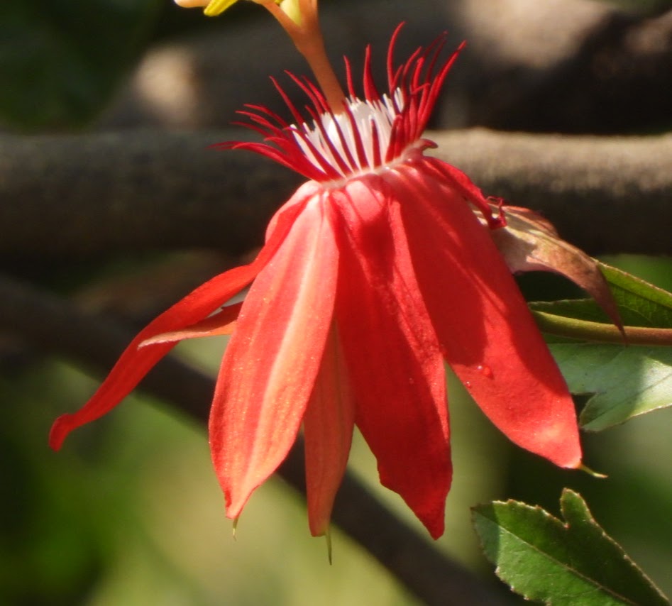 flowers at Ivy House