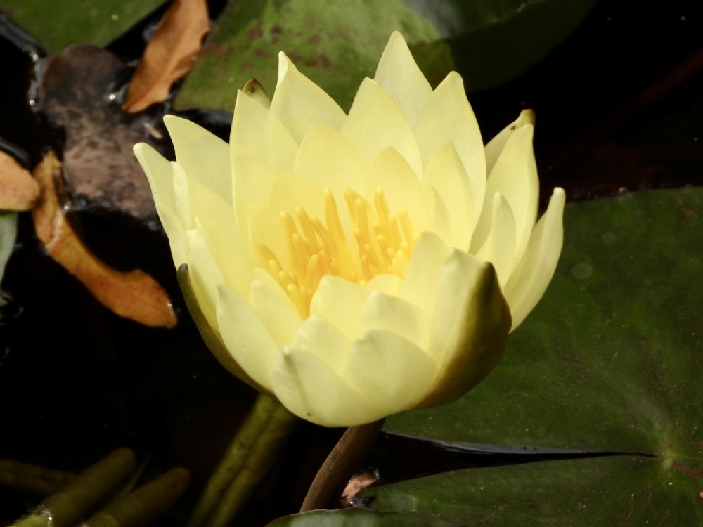 flowers at Ivy House