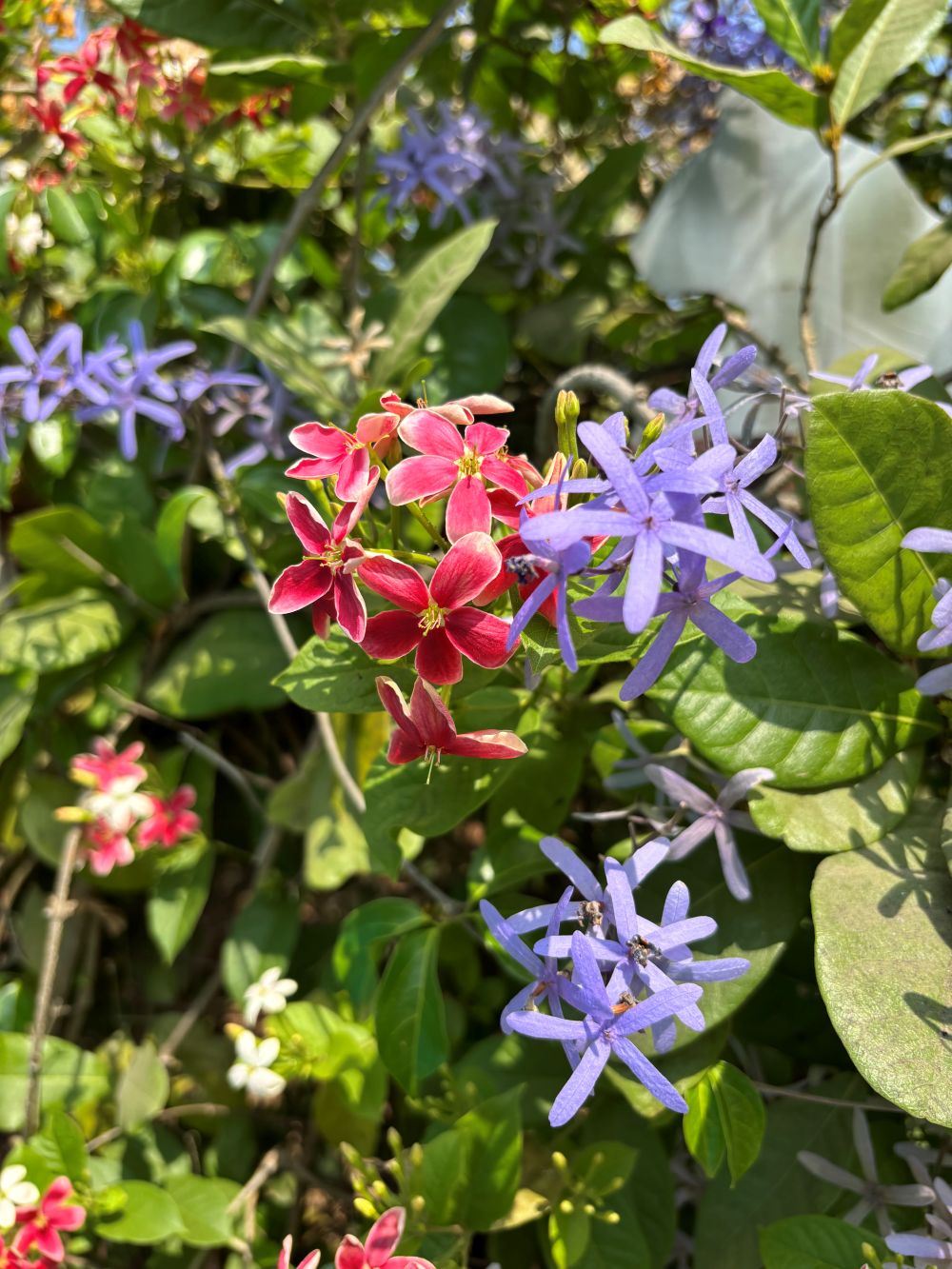 flowers at Ivy House