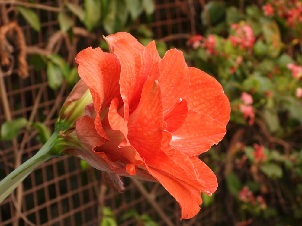 flowers at Ivy House