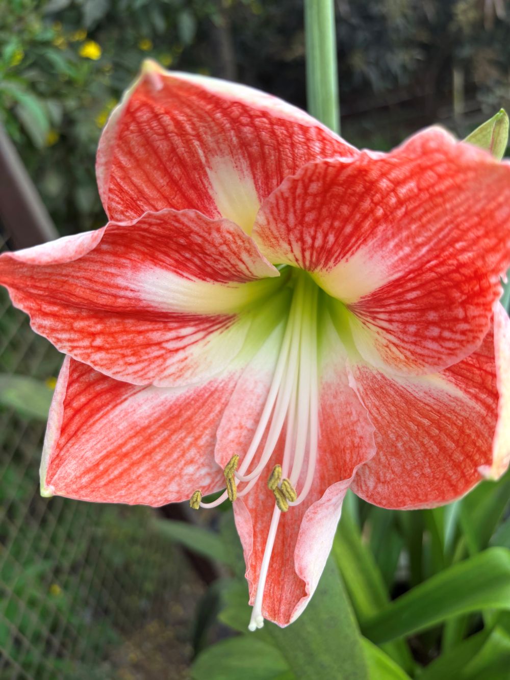 flowers at Ivy House