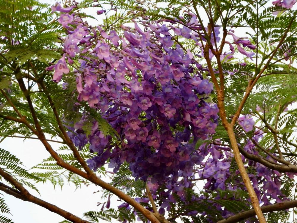 Flowers at Ivy House